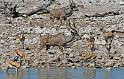 224 Etosha NP, kudu en springbok